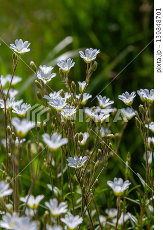 Stellaria holostea blooms in a lush green habitat showcasing its delicate white flowers under bright sunlight 139848701