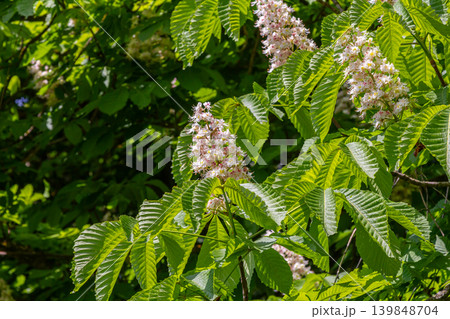 Blossoming horse chestnut tree showcases vibrant white flowers and lush green foliage in springtime sunlight 139848704