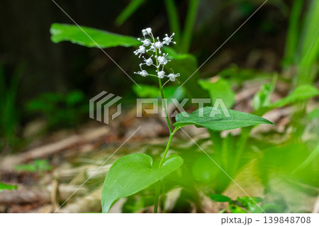 Maianthemum bifolium blooms gracefully beneath forest canopy showcasing delicate white flowers amidst vibrant green leaves in springtime 139848708
