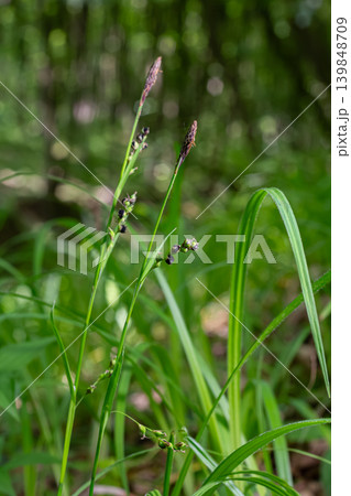 Dark spikelets of perennial sedge growing in lush wet meadows during the warm season in a vibrant natural habitat Dark spikelets of perennial sedge growing in lush wet meadows during the warm season in a vibrant natural habitat 139848709
