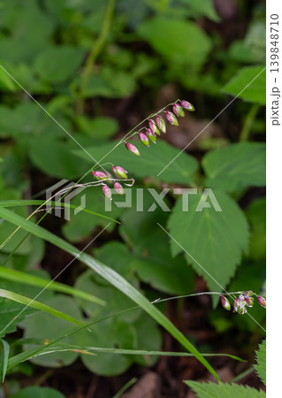 Melica nutans showcases elegant nodding spikelets amidst verdant forest undergrowth Melica nutans showcases elegant nodding spikelets amidst verdant forest undergrowth 139848710