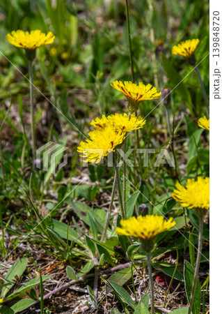 Lesser sedge flowers bloom brightly in the morning sun on rocky slopes showcasing long narrow leaves and vibrant yellow petals Lesser sedge flowers bloom brightly in the morning sun on rocky slopes showcasing long narrow leaves and vibrant yellow petals 139848720