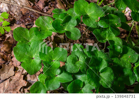 Early spring bloom of Hepatica nobilis in a tranquil forest setting showcasing the delicate green leaves amidst fallen leaves and rich forest floor Early spring bloom of Hepatica nobilis in a tranquil forest setting showcasing the delicate green leaves amidst fallen leaves and rich forest floor 139848731