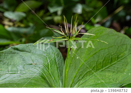 Unique characteristics of Paris quadrifolia also known as Herb Paris with its four distinctive leaves and black berries in a lush forest setting 139848732
