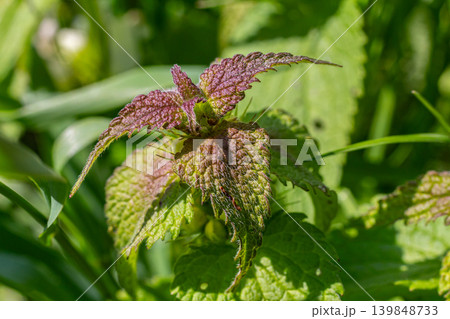 Flowering Lamium purpureum showcases vibrant purple blossoms amidst lush green foliage in early spring Flowering Lamium purpureum showcases vibrant purple blossoms amidst lush green foliage in early spring 139848733