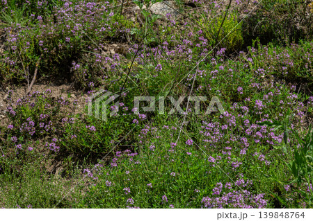 Colorful display of wild thyme with small pink-purple flowers thriving in a sunny meadow during springtime Colorful display of wild thyme with small pink-purple flowers thriving in a sunny meadow during springtime 139848764