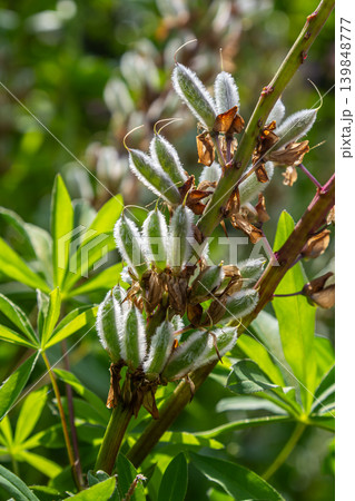 Large-leaved lupine blooms prominently with tall purple spikes amidst lush green foliage in a vibrant garden setting 139848777