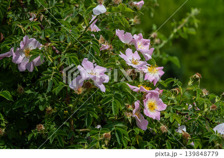 Pink blossoms of Rosa canina thrive on thorny stems in a lush green landscape showcasing nature's beauty during springtime Pink blossoms of Rosa canina thrive on thorny stems in a lush green landscape showcasing nature's beauty during springtime 139848779