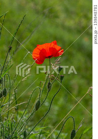 Bright red common poppy blooms amidst green grass in a sunlit field showcasing nature's vibrant colors and delicate beauty during spring Bright red common poppy blooms amidst green grass in a sunlit field showcasing nature's vibrant colors and delicate beauty during spring 139848781
