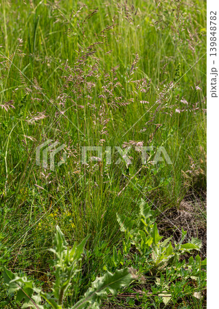 Common Bentgrass thriving in a lush meadow filled with diverse plant life under bright sunlight in springtime 139848782