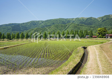 奥琵琶湖の長閑な田園風景　メタセコイア並木　滋賀県高島市マキノ町 139848908