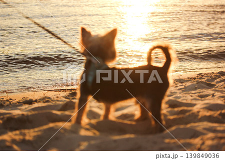 Dreamy silhouette of a Yorkshire Terrier on a sandy beach at sunset. Soft focus and golden bokeh create a peaceful, atmospheric summer vibe. Concept of pet travel, serenity, and warm memories. Dreamy silhouette of a Yorkshire Terrier on a sandy beach at sunset. Soft focus and golden bokeh create a peaceful, atmospheric summer vibe. Concept of pet travel, serenity, and warm memories. 139849036