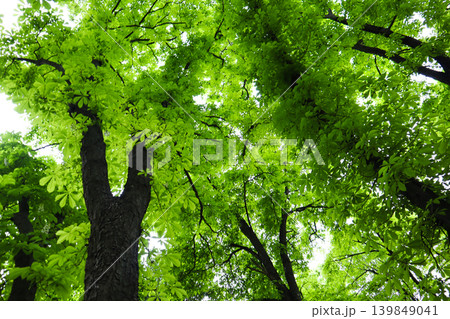 Low angle view of tall trees with vibrant young green leaves in spring. Concept of fresh air, forest therapy, and environmental purity. Looking up at lush canopy in a sunny park for serene vibes. 139849041