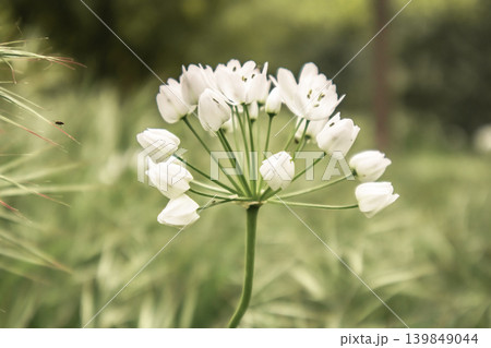 White Neapolitan garlic flower in a soft-focus garden. Elegant organic minimalism, spring botanical blooms, serene nature. 139849044