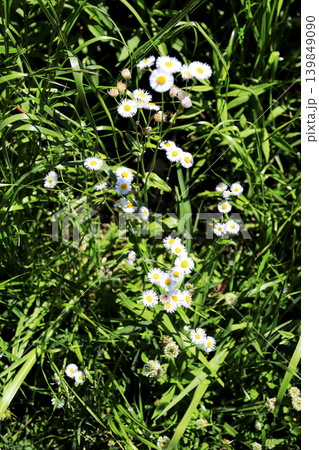 春の原野に咲く白いハルジオンの花 春の原野に咲く白いハルジオンの花 139849090