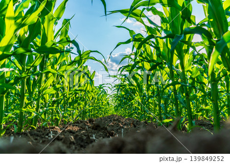 Corn stalks grow tall and green in neat rows under the bright blue sky. The field is full of life on a warm sunny day Corn stalks grow tall and green in neat rows under the bright blue sky. The field is full of life on a warm sunny day 139849252