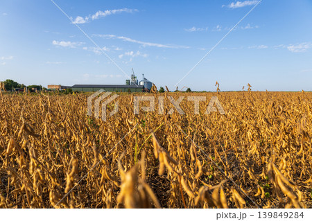 Soybean crops stand tall in a field while storage silos are seen in the distance under a blue sky with few clouds Soybean crops stand tall in a field while storage silos are seen in the distance under a blue sky with few clouds 139849284