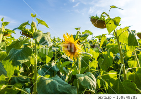 A sunflower stands tall in a field filled with green plants under a clear blue sky. The sun shines bright over the flowers A sunflower stands tall in a field filled with green plants under a clear blue sky. The sun shines bright over the flowers 139849285