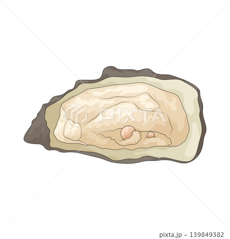 Illustration of pearl oyster Illustration of pearl oyster 139849382