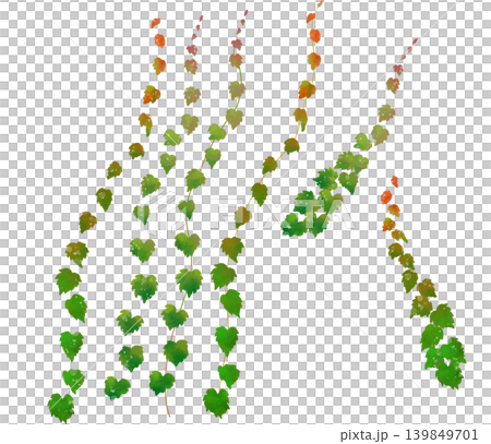 Watercolor-style hand-drawn illustration of ivy beginning to change color. Watercolor-style hand-drawn illustration of ivy beginning to change color. 139849701