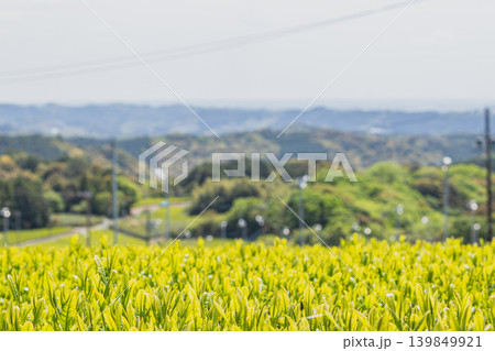 磐田市の茶畑の風景(静岡県) 磐田市の茶畑の風景(静岡県) 139849921