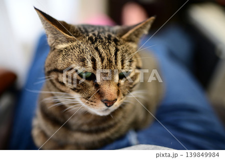 膝の上の猫 膝の上の猫 139849984