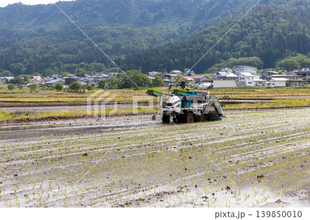田植え機での田植え風景 品種:コシヒカリ 田植え機での田植え風景 品種:コシヒカリ 139850010