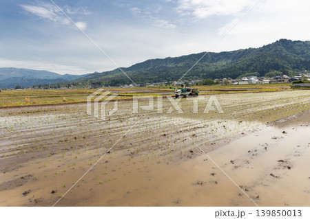 田植え機での田植え風景 品種:コシヒカリ 田植え機での田植え風景 品種:コシヒカリ 139850013