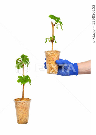 hand in a blue glove holds a grape seedling isolated on a white background hand in a blue glove holds a grape seedling isolated on a white background 139850152