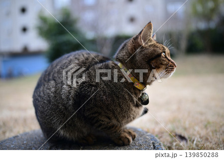 枯れた芝生の上のキジトラ猫 枯れた芝生の上のキジトラ猫 139850288