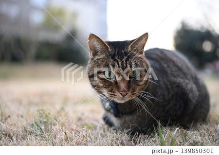 枯れた芝生の上のキジトラ猫 枯れた芝生の上のキジトラ猫 139850301