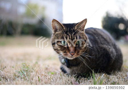 枯れた芝生の上のキジトラ猫 枯れた芝生の上のキジトラ猫 139850302