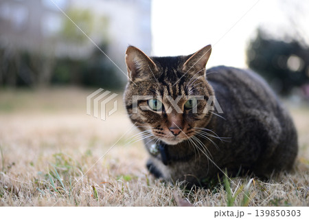枯れた芝生の上のキジトラ猫 139850303