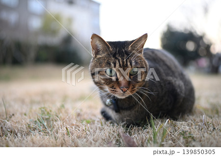 枯れた芝生の上のキジトラ猫 139850305