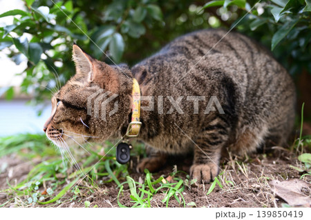 枯れた芝生の上のキジトラ猫 枯れた芝生の上のキジトラ猫 139850419