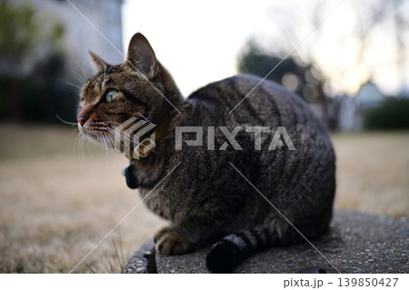 枯れた芝生の上のキジトラ猫 139850427
