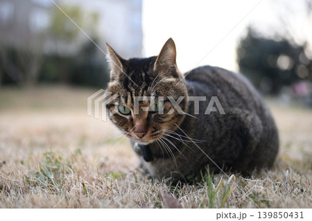枯れた芝生の上のキジトラ猫 枯れた芝生の上のキジトラ猫 139850431