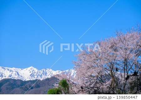 北アルプス白馬三山と桜【長野市某所より撮影】 北アルプス白馬三山と桜【長野市某所より撮影】 139850447