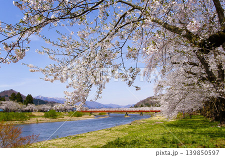 秋田県角館 桧木内川の桜並木 秋田県角館 桧木内川の桜並木 139850597