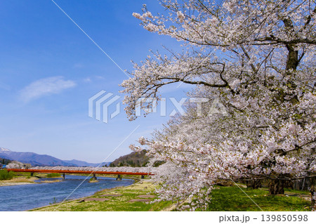 秋田県角館 桧木内川の桜並木 秋田県角館 桧木内川の桜並木 139850598
