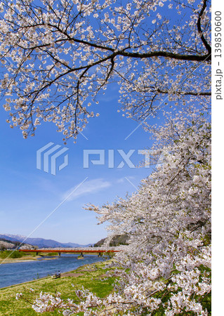 秋田県角館 桧木内川の桜並木 秋田県角館 桧木内川の桜並木 139850600