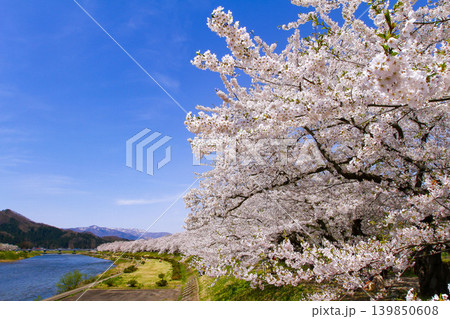 秋田県角館 桧木内川の桜並木 秋田県角館 桧木内川の桜並木 139850608