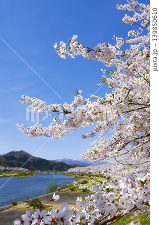 秋田県角館 桧木内川の桜並木 秋田県角館 桧木内川の桜並木 139850610