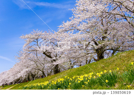 秋田県角館 桧木内川の桜並木 秋田県角館 桧木内川の桜並木 139850619