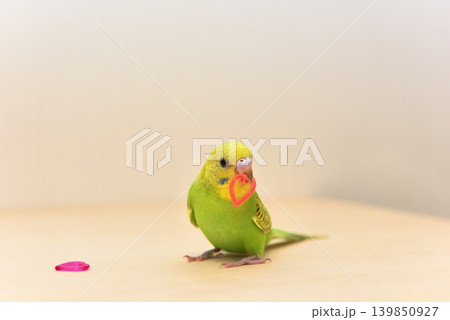 好奇心いっぱいのセキセイインコ『メロン』女の子です 好奇心いっぱいのセキセイインコ『メロン』女の子です 139850927