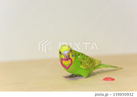 好奇心いっぱいのセキセイインコ『メロン』女の子です 好奇心いっぱいのセキセイインコ『メロン』女の子です 139850932