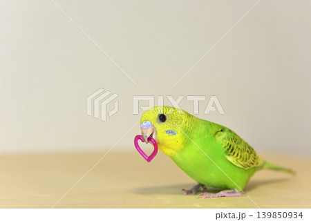 好奇心いっぱいのセキセイインコ『メロン』女の子です 好奇心いっぱいのセキセイインコ『メロン』女の子です 139850934