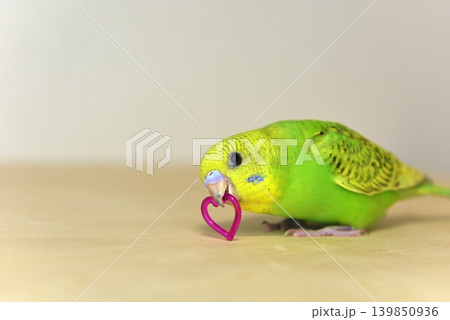好奇心いっぱいのセキセイインコ『メロン』女の子です 好奇心いっぱいのセキセイインコ『メロン』女の子です 139850936