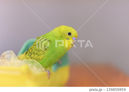 好奇心いっぱいのセキセイインコ『メロン』女の子です 139850959