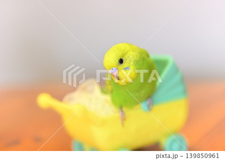 好奇心いっぱいのセキセイインコ『メロン』女の子です 139850961